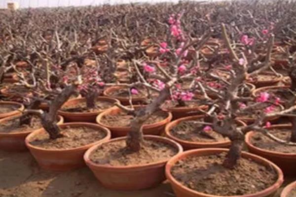 夫妻梅花的养殖方法，需隔2-3年翻盆换土