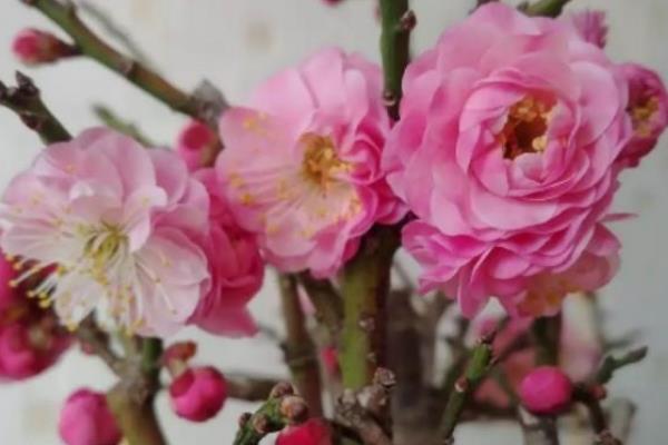 夫妻梅花的养殖方法，需隔2-3年翻盆换土