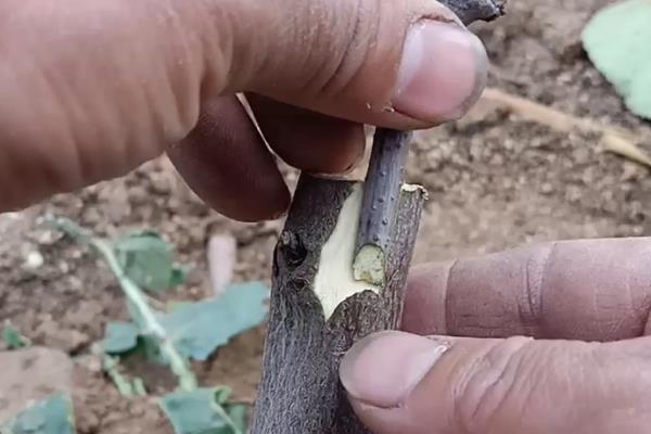 枣树的种植技术，一般分为春栽和秋栽