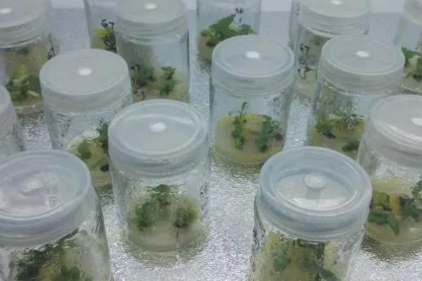 枣树的种植技术，一般分为春栽和秋栽