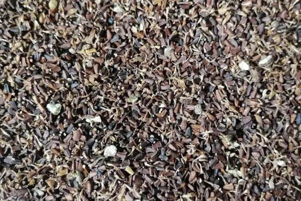 茼蒿怎么种植，播种后要浇水覆膜并压实