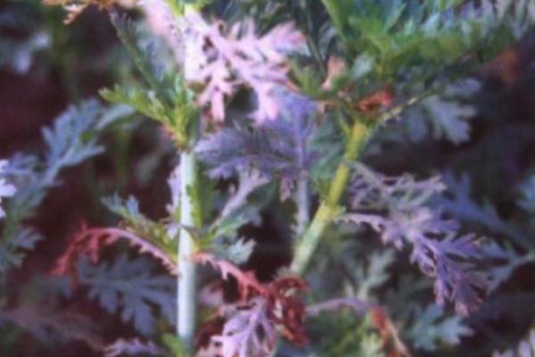 茼蒿怎么种植，播种后要浇水覆膜并压实