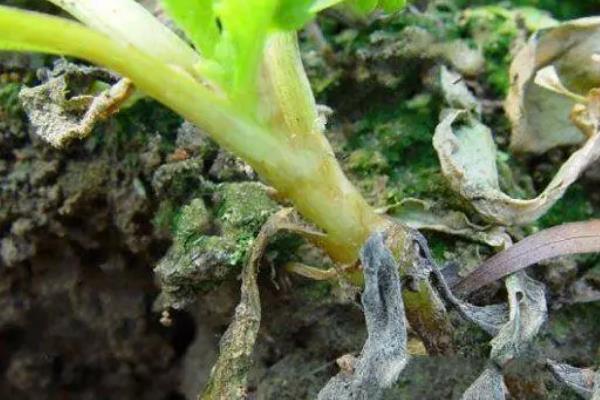 茼蒿怎么种植，播种后要浇水覆膜并压实