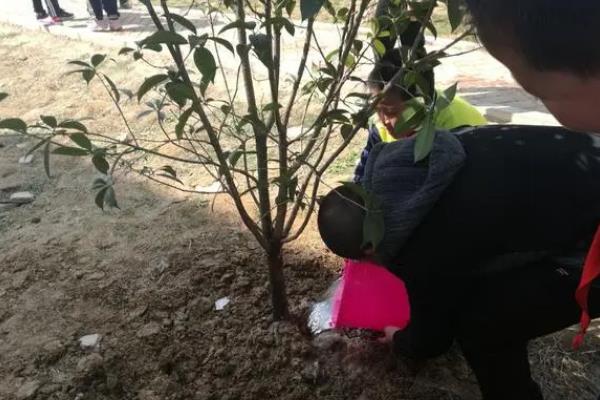 桂花的养殖方法，将其放在向阳的环境中养护