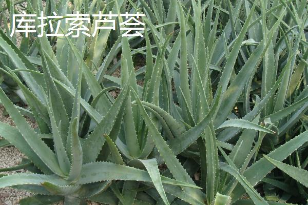 可食用的芦荟品种，常见的有库拉索芦荟、中华芦荟等