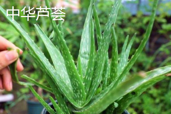 可食用的芦荟品种，常见的有库拉索芦荟、中华芦荟等