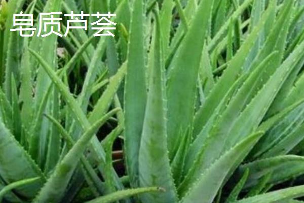 可食用的芦荟品种，常见的有库拉索芦荟、中华芦荟等