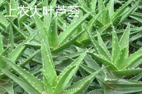 可食用的芦荟品种，常见的有库拉索芦荟、中华芦荟等