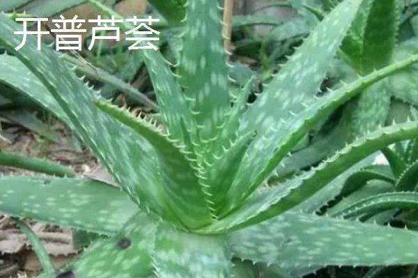 可食用的芦荟品种，常见的有库拉索芦荟、中华芦荟等