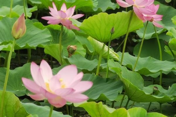 荷花的适宜生长环境，以平静的池塘、湖沼等水域为宜