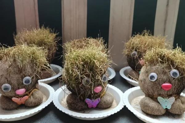 草娃娃有什么生长阶段，逐步经历萌芽期、生长期、硬化期