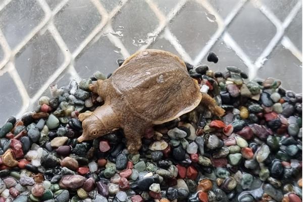乌龟的细菌会不会传染给人类，人工养殖的乌龟一般不会感染人体