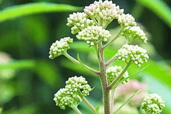 银果草的外形特点，其叶片多呈卵形