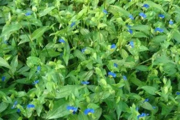 银果草的外形特点，其叶片多呈卵形