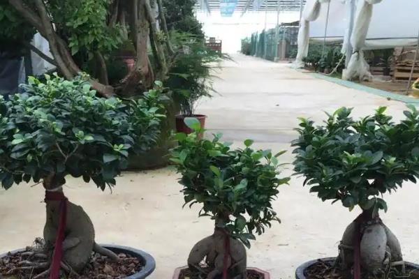 人参榕冬季养殖方法，放在有温和阳光的环境中