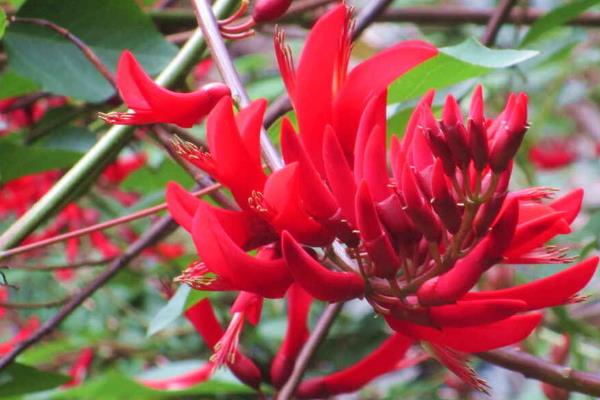 龙牙花有什么特点，花梗短小花朵呈深红色