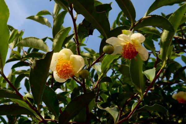 茶叶与茶花树的区别是什么，用途、叶片和花朵均不同