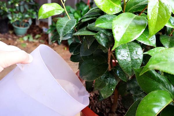 茶叶与茶花树的区别是什么，用途、叶片和花朵均不同