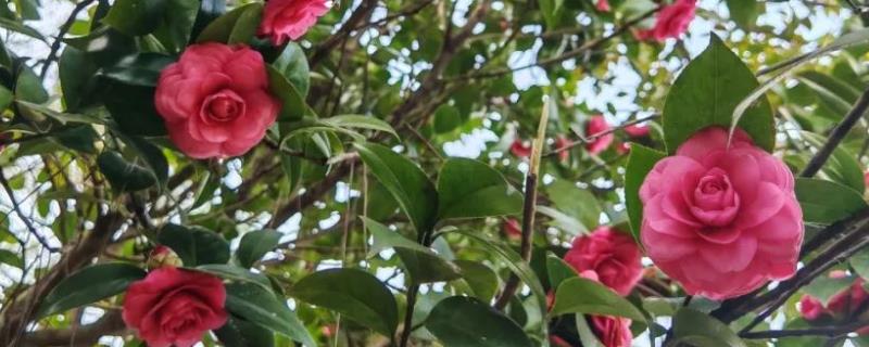 茶花是如何嫁接的，通常在6月份或者7月份进行