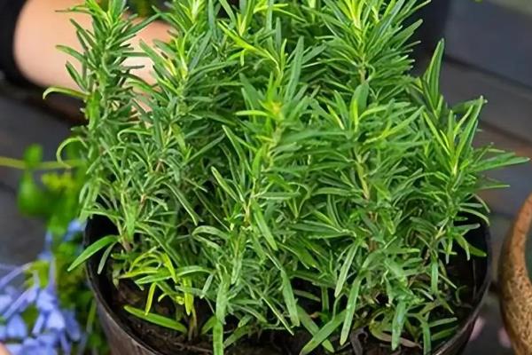 迷迭香如何种植，可以采用播种种植的方式