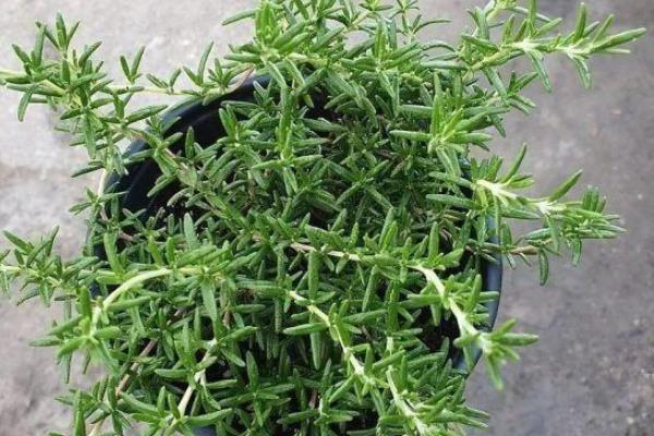 迷迭香如何种植，可以采用播种种植的方式