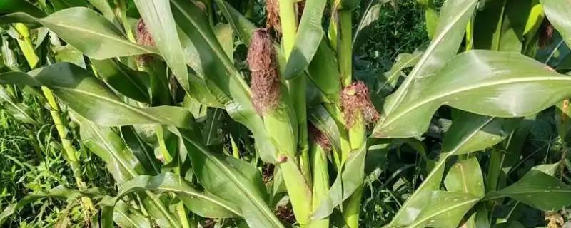 春玉米和夏玉米的区别，种植地区、种植和收获时间均不同