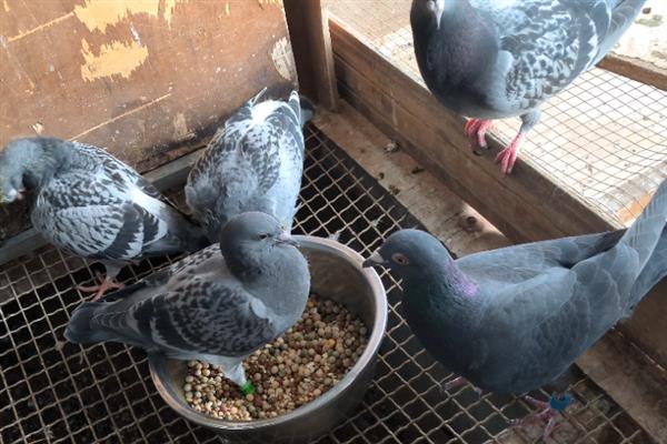 信鸽吃什么，可以喂食谷类饲料、豆类饲料等