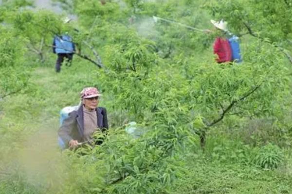 莠去津有哪些适用范围，可用在玉米、高粱、甘蔗等作物中