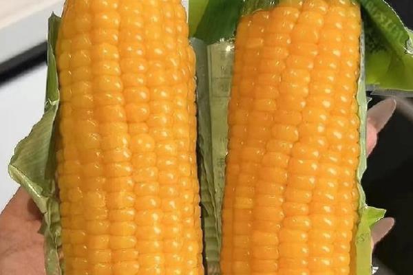 春玉米和夏玉米的区别，种植地区、种植和收获时间均不同
