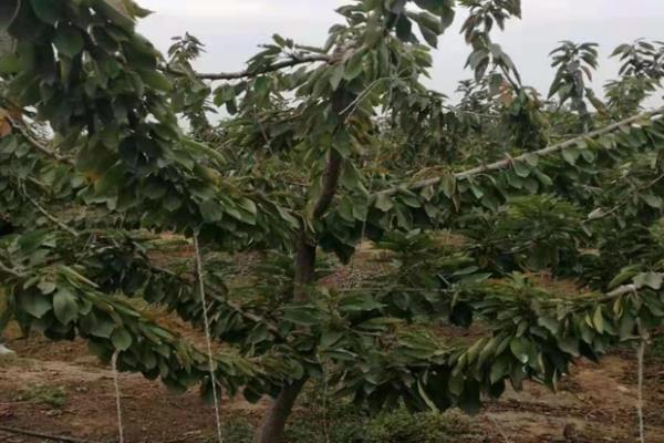 沙王樱桃的品种介绍，其树势强健且丰产性能好