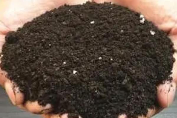 澳洲石斛兰的养殖方法，适宜生长在湿润的环境中