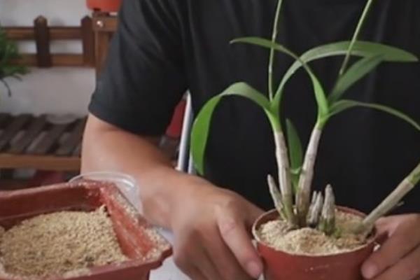 澳洲石斛兰的养殖方法，适宜生长在湿润的环境中