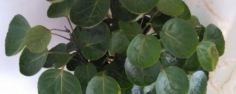 福禄桐叶子不绿的原因和解决方法，可能是光照不够