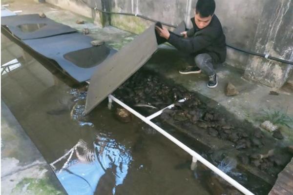 石蛙人工养殖技术，石蛙养殖场地要求安静、阴凉、水质良好