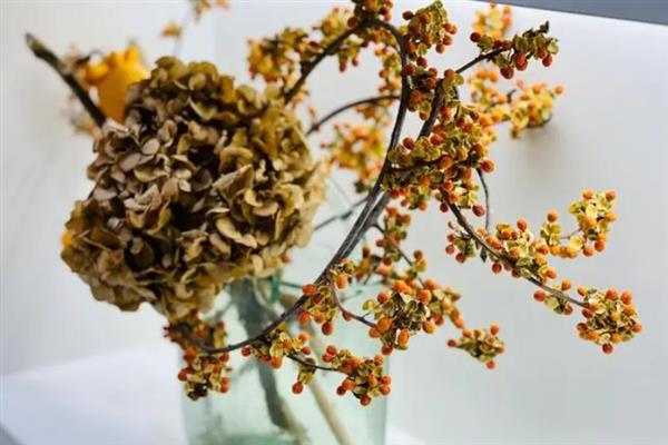 干花买回来如何处理，需要将其放置在室内半阴环境中