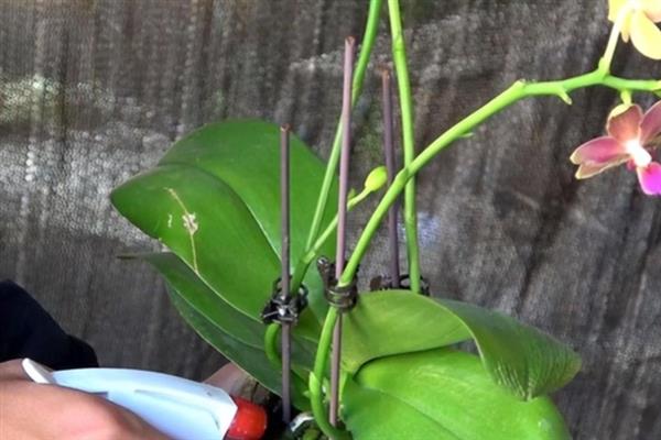 怎么防治蝴蝶兰灰霉病，使用透气、保肥的基质可降低发病几率