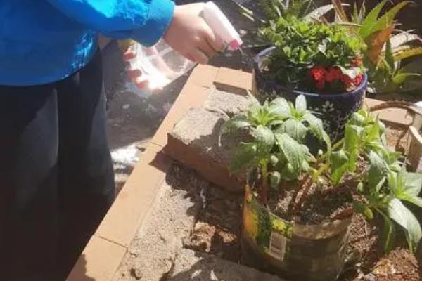 凤仙花叶子蔫了的原因，可能是浇水不当或光照过强所致