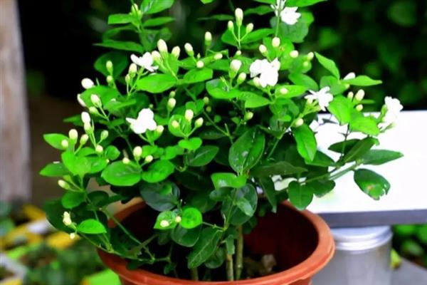 茉莉花如何养殖，喜欢生长光照充足的环境下