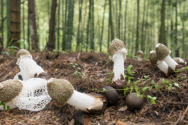 竹荪的品种有哪些，常见的有长裙竹荪、短裙竹荪等