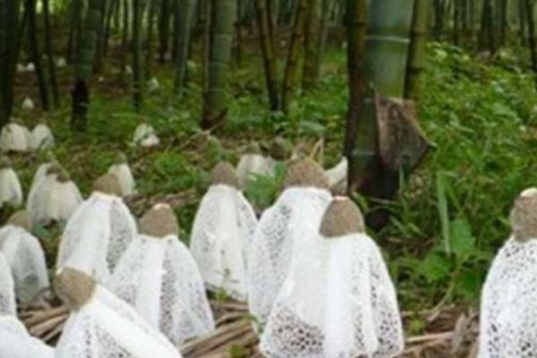 竹荪的品种有哪些，常见的有长裙竹荪、短裙竹荪等