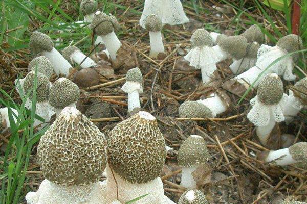 竹荪的品种有哪些，常见的有长裙竹荪、短裙竹荪等