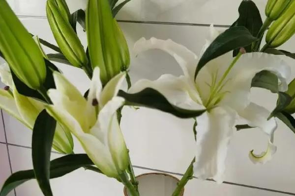 香水百合叶子发黄怎么处理，可增加光照、加温处理等