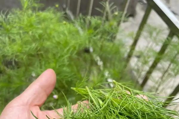 波斯菊有没有毒，是没有任何毒性成分的植物