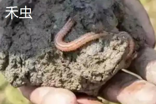 禾虫和沙虫的区别，种类和生活习性均不同