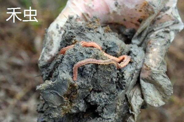 禾虫和沙虫的区别，种类和生活习性均不同