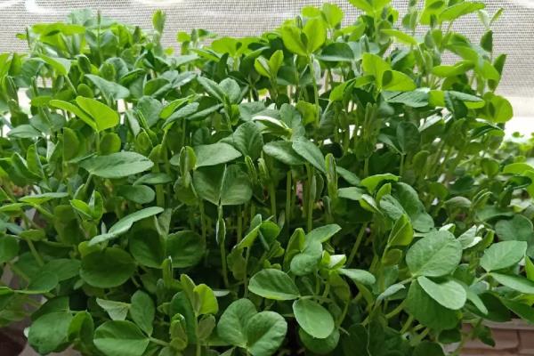 豌豆的种植方法,春夏秋季均可种植