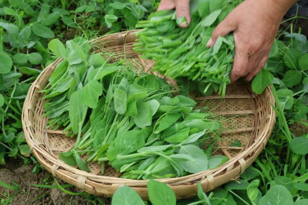 豌豆的种植方法,春夏秋季均可种植