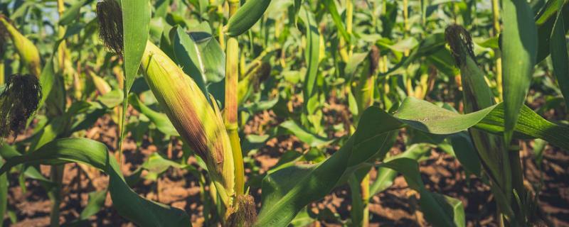 安农591玉米种介绍，种植密度为每亩4000株