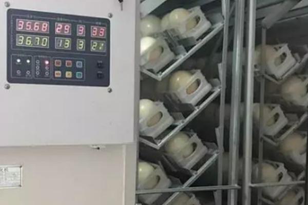 鸵鸟的蛋孵化技术，选择种蛋重1.5千克左右