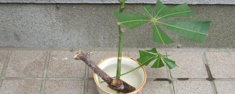 招财树怎么扦插繁殖，剪取生长繁茂、健康的枝条作插穗